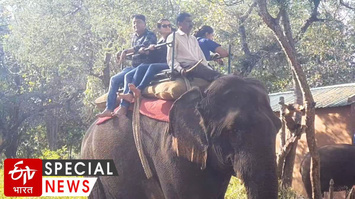 Kolkas Elephant Safari In Melghat