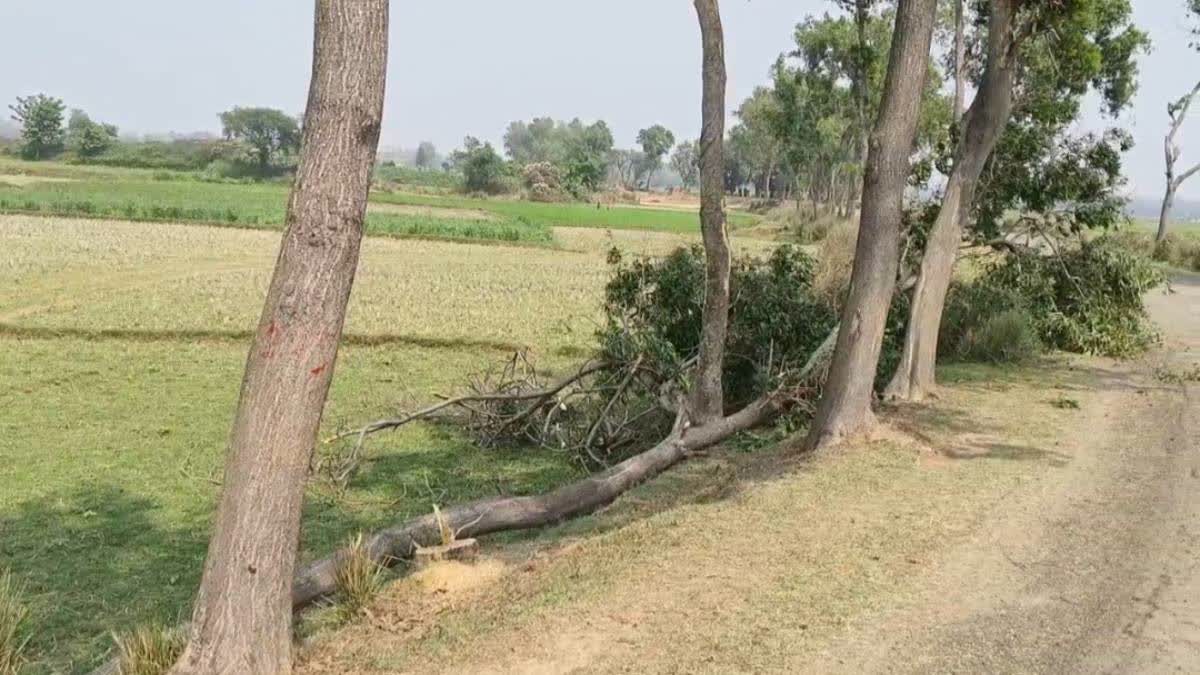 Protest over Cutting Tree