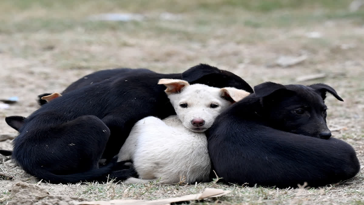 Six puppies were burnt in Sri Ganganar in Rajasthan