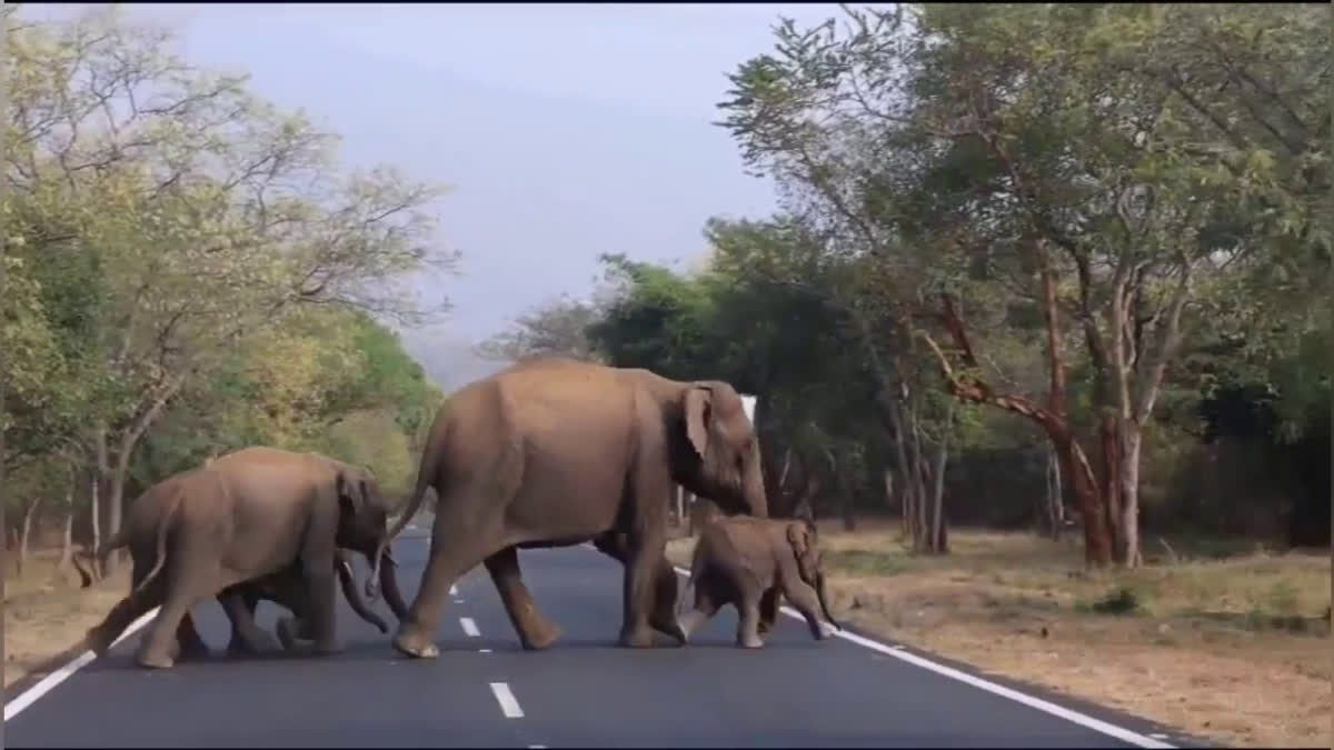 A baby elephant was reunited with a herd after mother's tragic death in Sathyamangalam Tiger Reserve