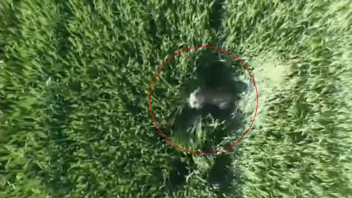 footage of panther,  video of panther in field