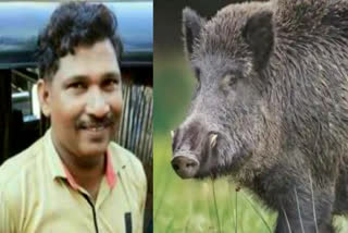 wild boar attack  Wild boar attack in Malappuram  കാട്ടുപന്നി കുറുകെ ചാടി  മലപ്പുറം വാഹനാപകടം  accident death Malappuram