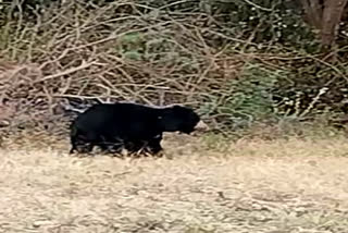 bear-movement-in-erode-bannari-road