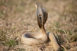 Snake file pic