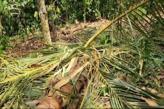 idukki elephant  Kanchiyar  vijayamma  കാഞ്ചിയാർ  കോവിൽമല