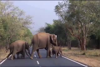 A baby elephant was reunited with a herd after mother's tragic death in Sathyamangalam Tiger Reserve