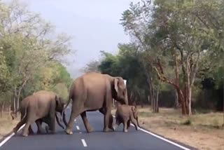 Cub reunited with elephant herd