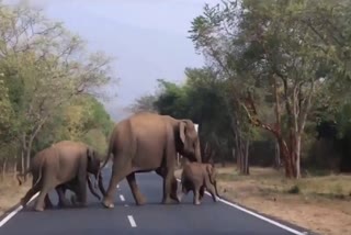 Tamil Nadu Forest Department  Baby elephant into the herd  കുട്ടിയാന  തമിഴ്‌നാട് വനംവകുപ്പ്