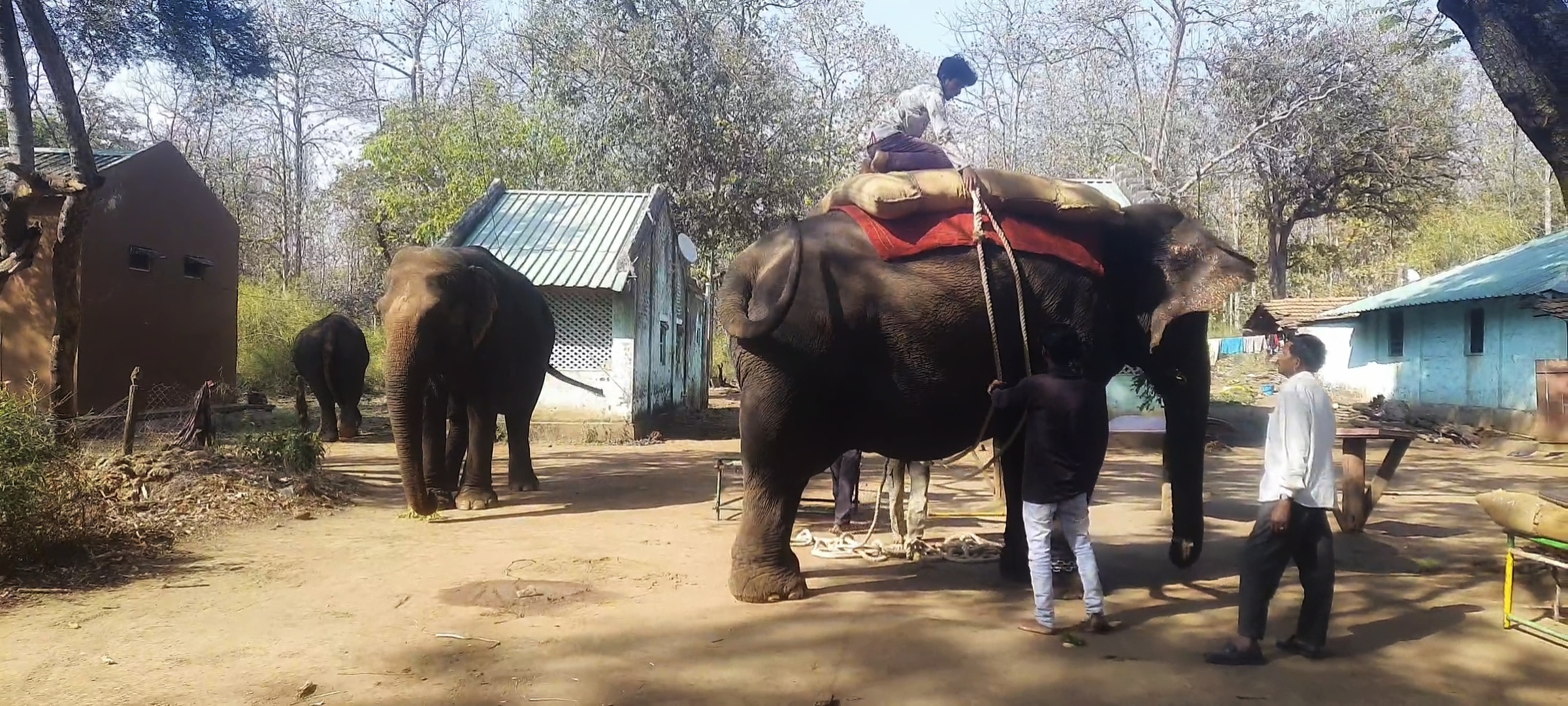 Kolkas Elephant Safari In Melghat
