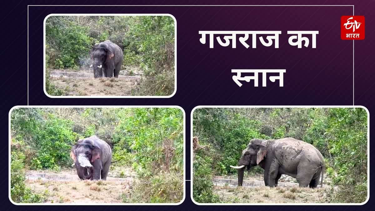 Video of elephant bathing