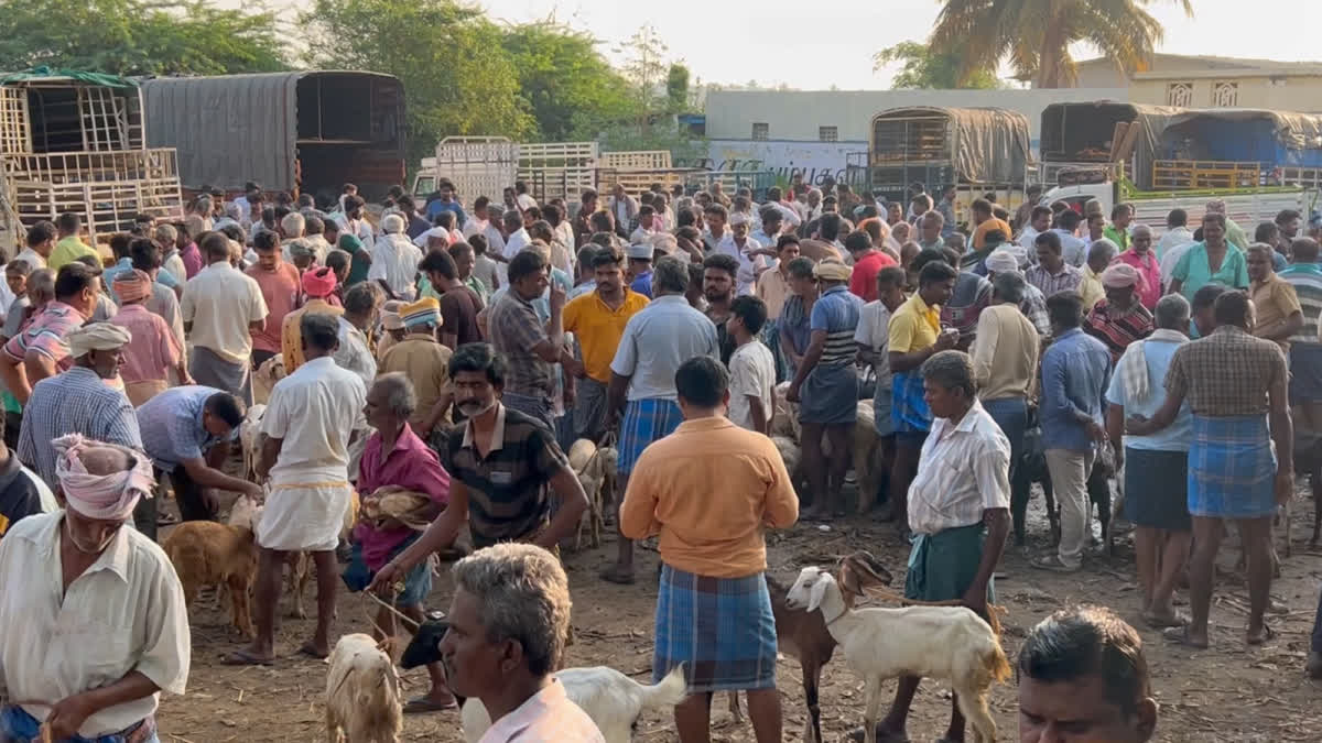 Annur Goat Market Business Down