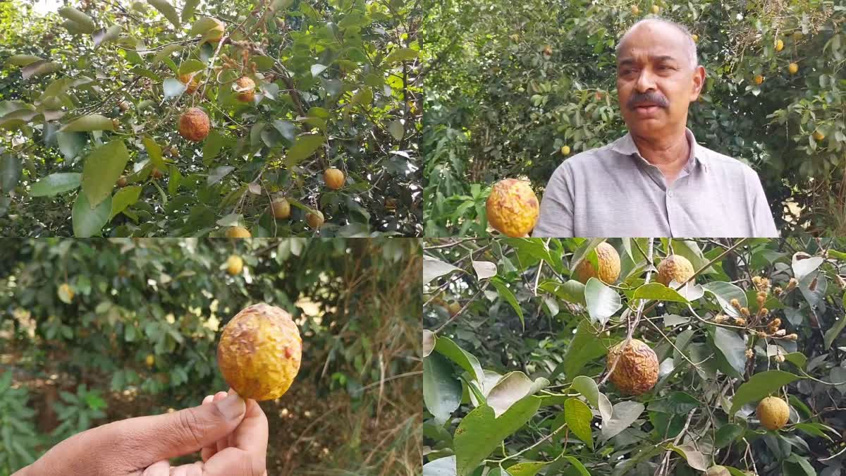 കൊടുംവരള്‍ച്ച  ഹൈറേഞ്ചിലെ ജാതി കൃഷി  HIGH RANGE FARMERS ARE IN CRISIS  SUMMER EFFECTED NUTMEG CULTIVATION