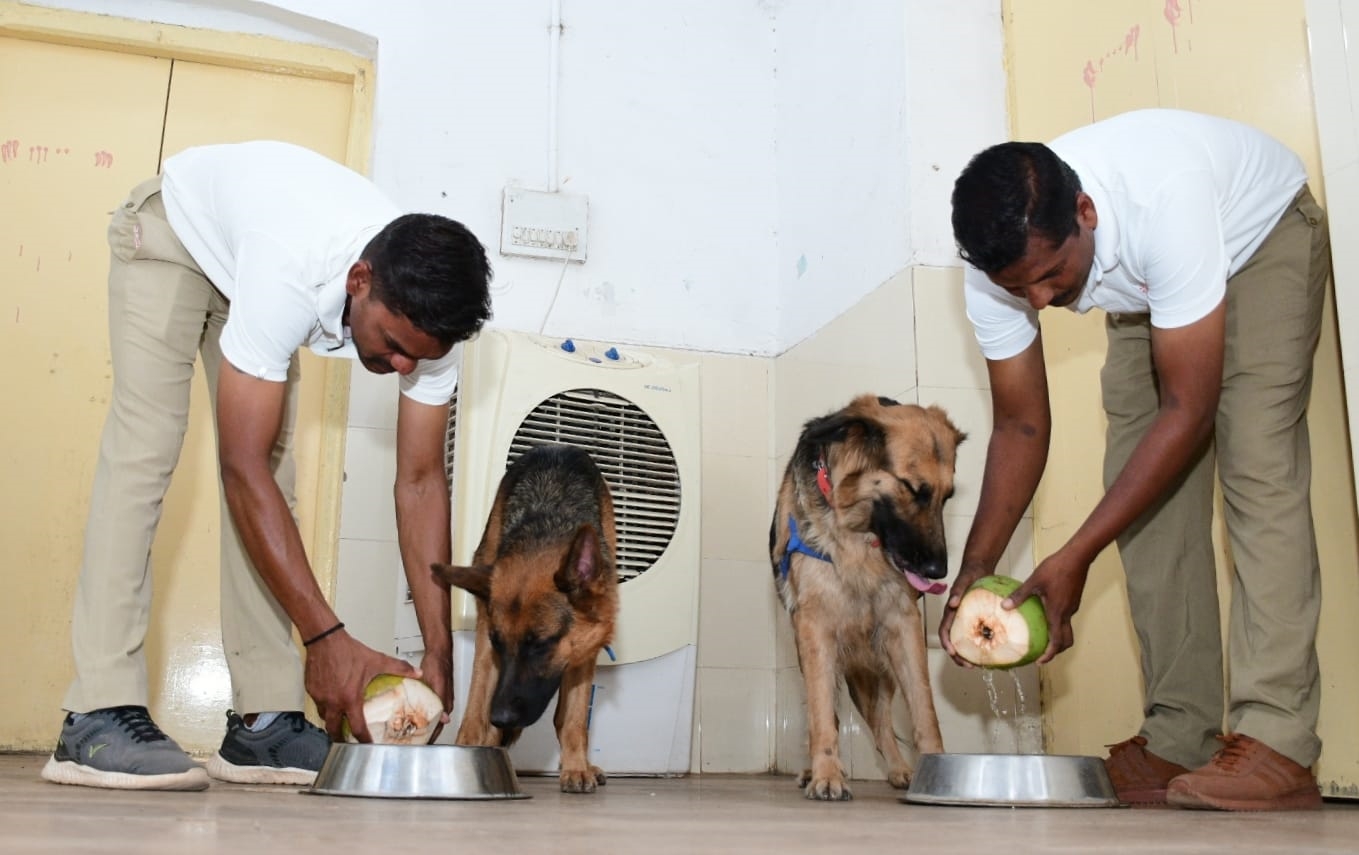 Air-cooler system in the room for dogs