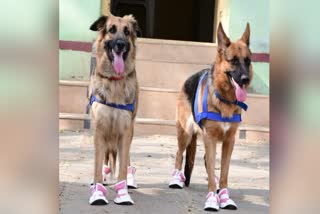 FIRST TIME IN KARNATAKA, KALABURAGI POLICE DEPARTMENT HAS SHOED FOR DOGS