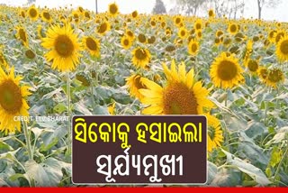 sunflower cultivation