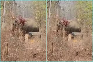 Elephant Reached maharashtra Updates