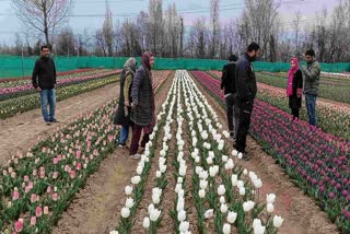 Kashmir Researchers Grow Tulip Bulbs Locally