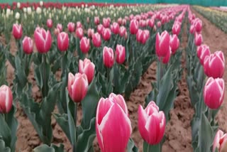 Tulip varieties