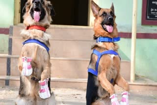 In a First in Karnataka, Police Department Gets Shoes for Kalaburgi Dog Squad
