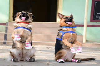 Karnataka Police Dogs Gets Shoes.