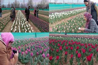 The experiment of cultivating tulip plants in Kashmir was successful