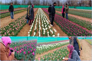 imported-from-abroad-kashmir-researchers-grow-tulip-bulbs-locally