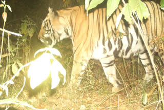 Tiger picture captured in PTR tracking camera