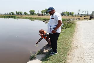 GAMBUJIYA FISH IN PANIPAT PONDS