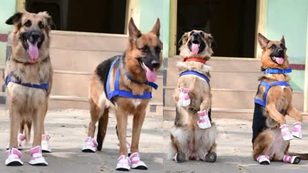 Police Dogs Wear Shoes In Karnataka