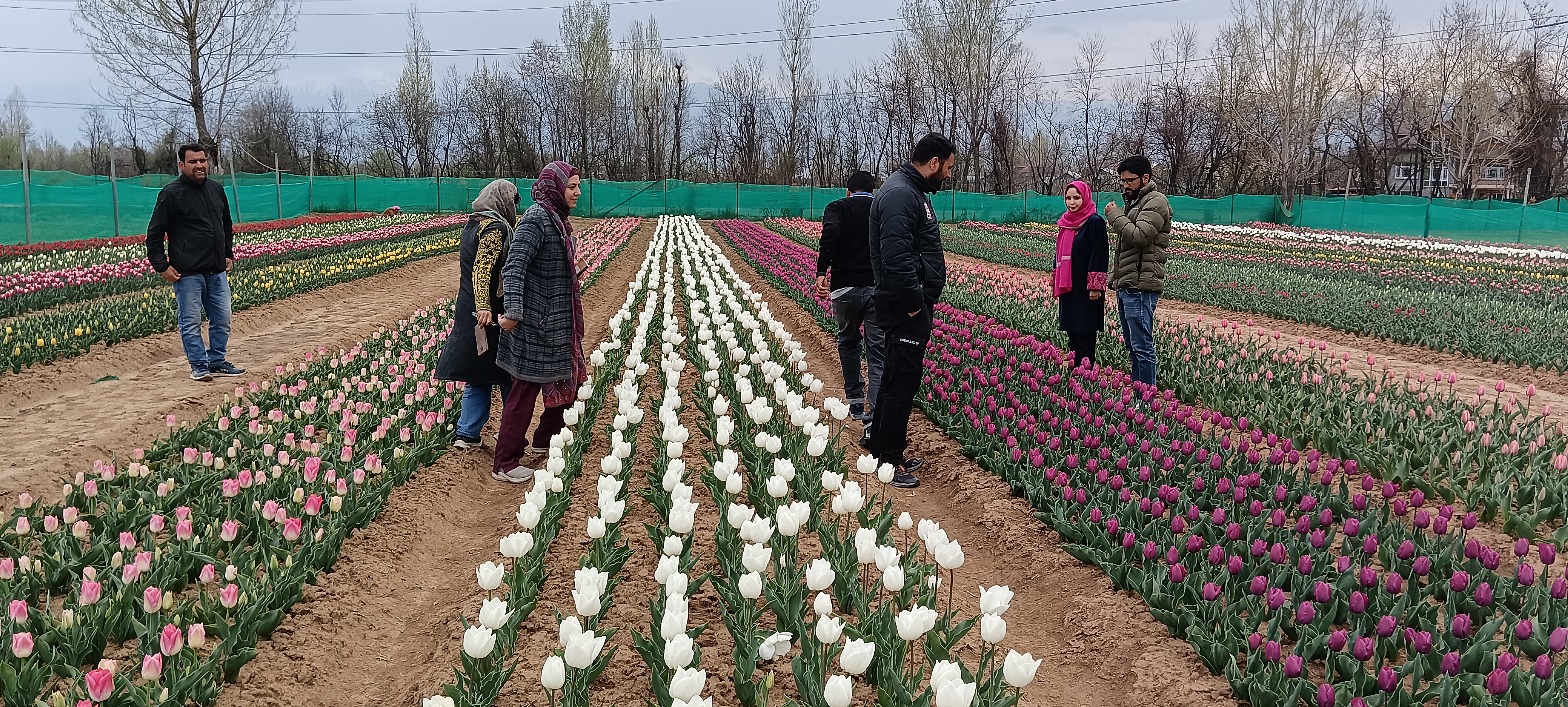 Tulip varieties