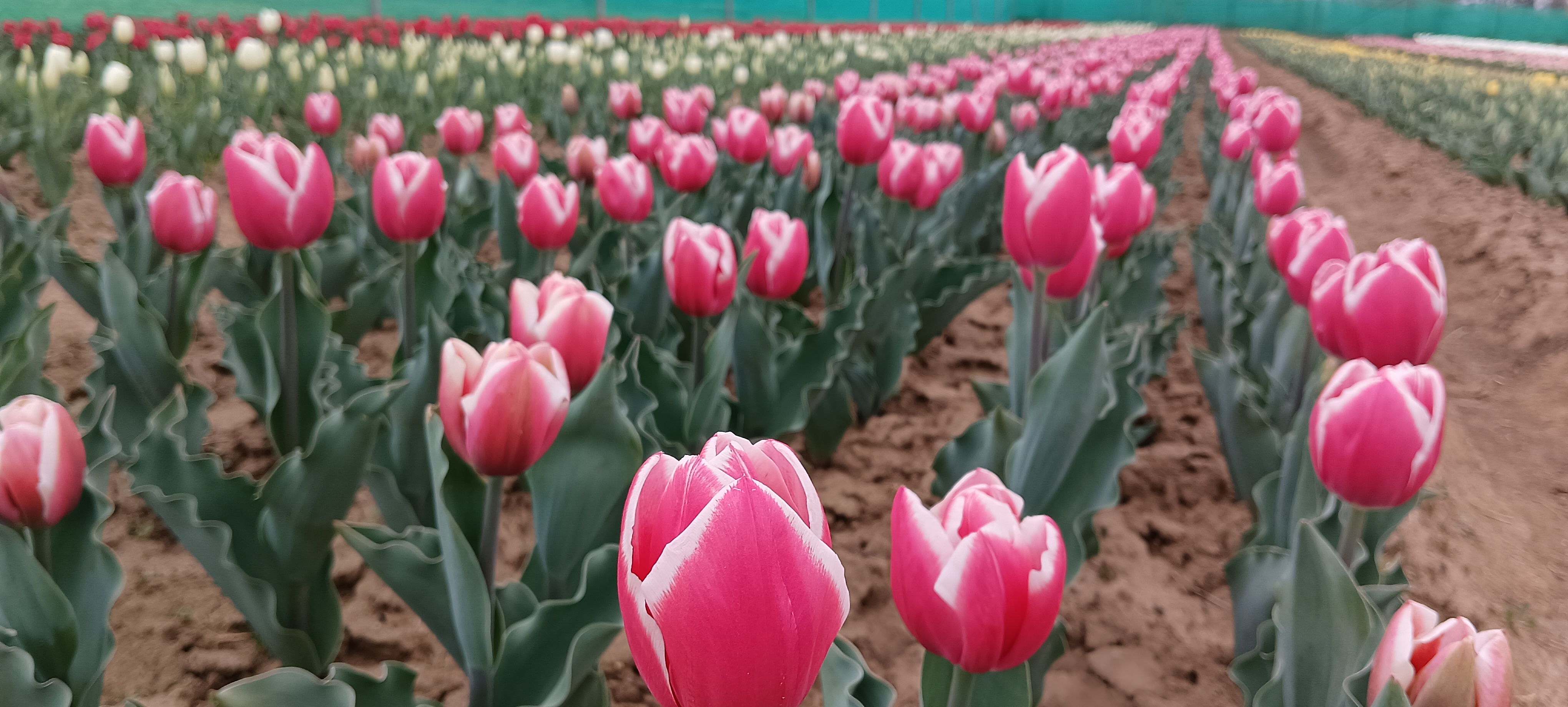 Tulip varieties