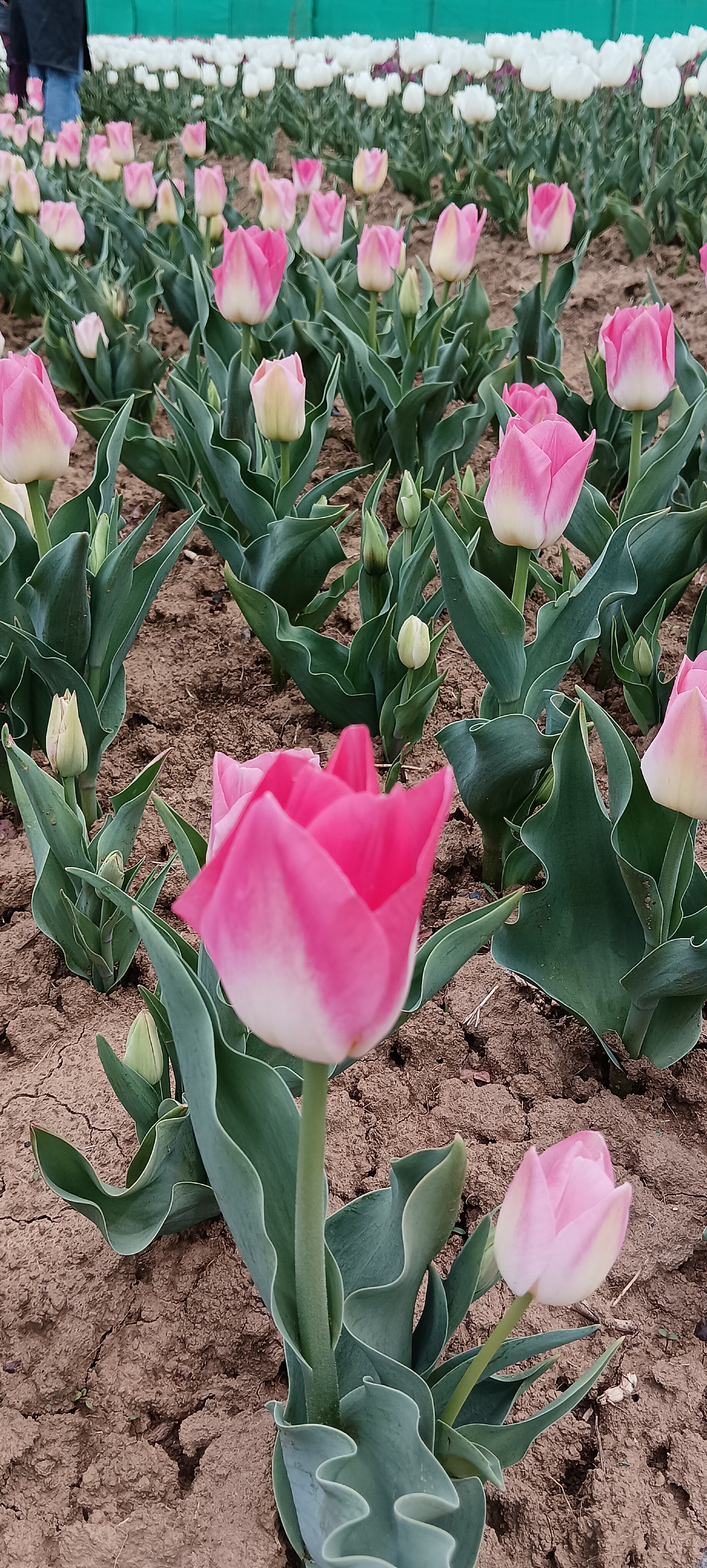 Tulip varieties