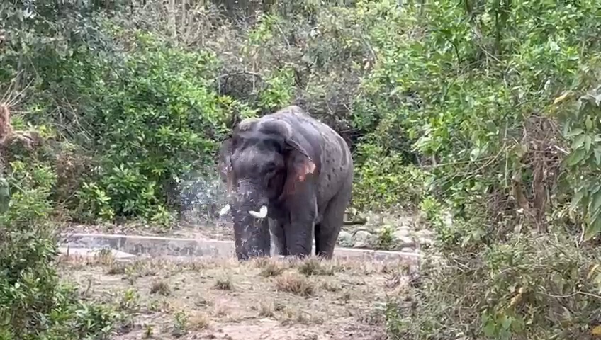 Video of elephant bathing