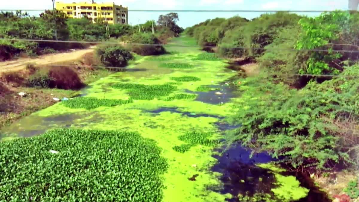 Krishna Canal Become Worse Due To Negligence Of Authorities