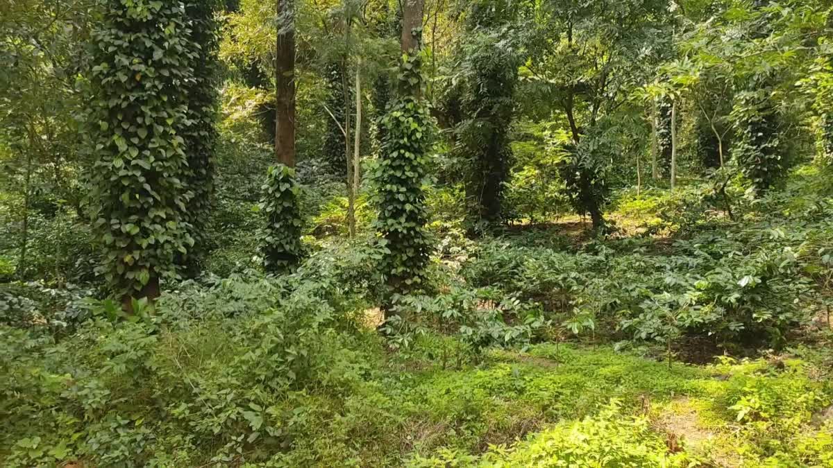 Special Story of Araku Coffee