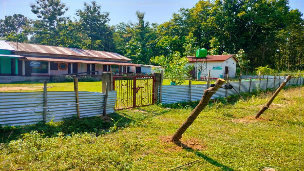 Solar fences keep elephants off Assam schools