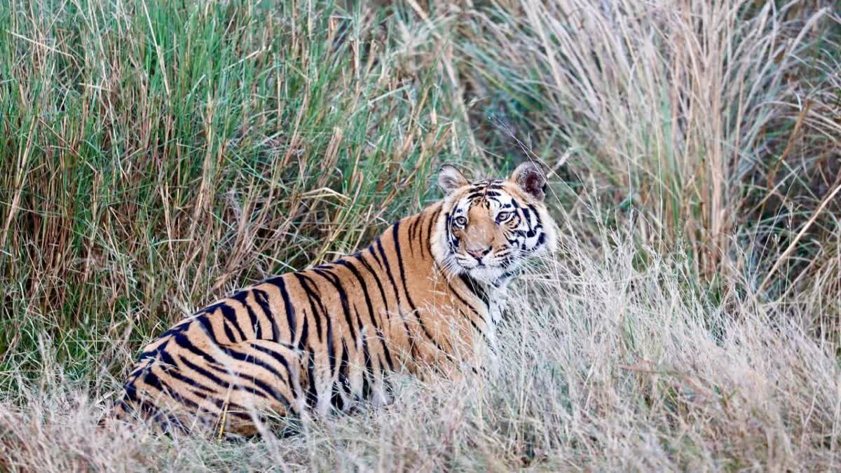 Bandhavgarh Tiger and elephant seen together