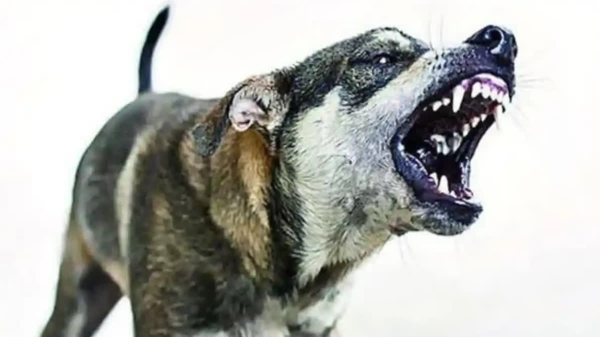 DOG ATTACK