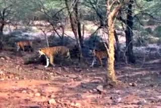 RANTHAMBORE TIGER RESERVE  POOJA IN TIGER RESERVE JAIPUR  TRINETRA GANESH TEMPLE JAIPUR  ടൈഗർ റിസർവ്
