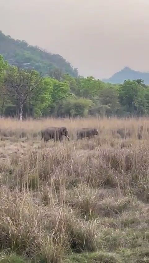 elephant seen in Bandhavgarh