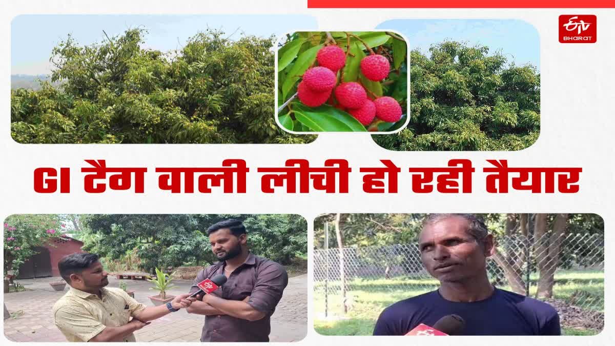 Ramnagar Litchi Farming