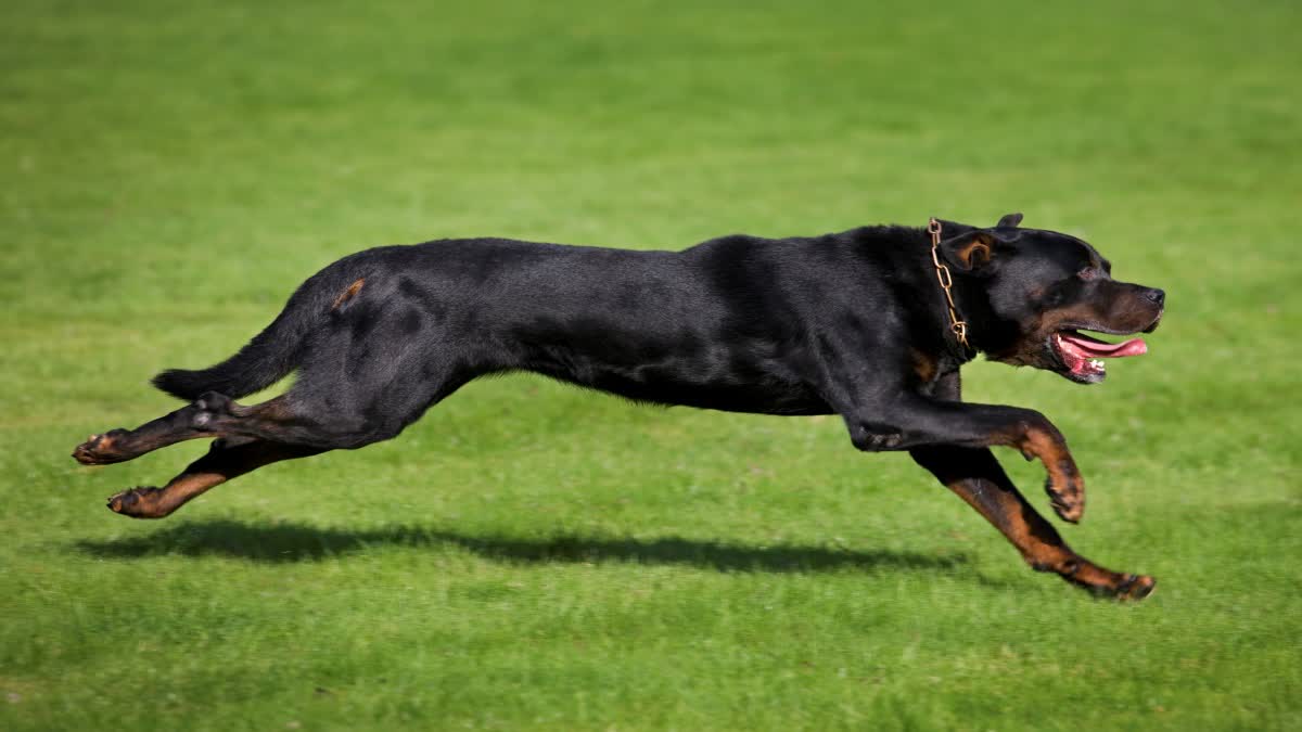 Rottweiler Dog