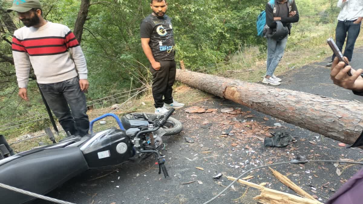 Pine tree fell on Purola Mori Road