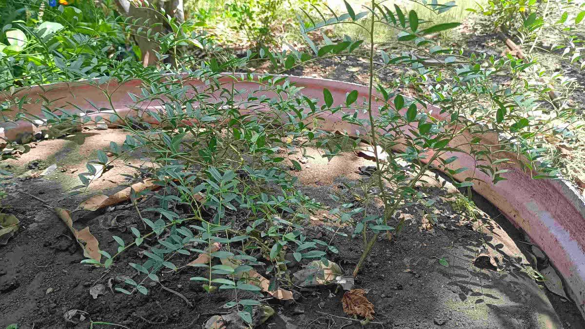 Farming Of Mulethi In MP