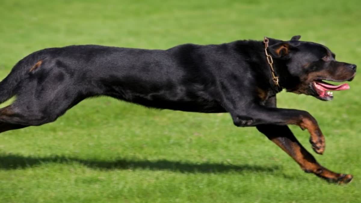 Rottweiler dog attacks child