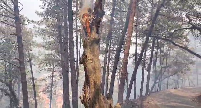 Forest Fire in Uttarakhand