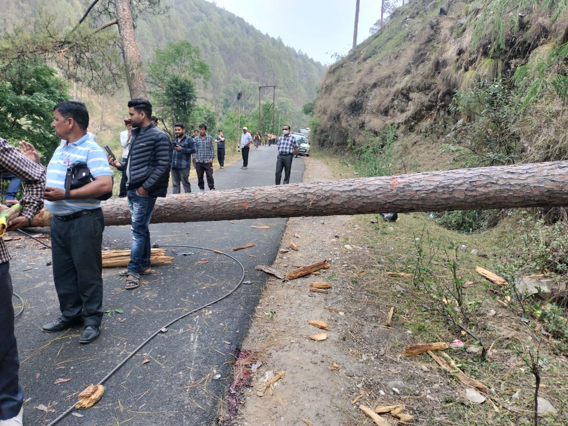 Pine tree fell on Purola Mori Road