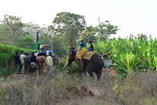 ಹುಲಿ ಸೆರೆಗೆ ಕಾರ್ಯಾಚರಣೆ