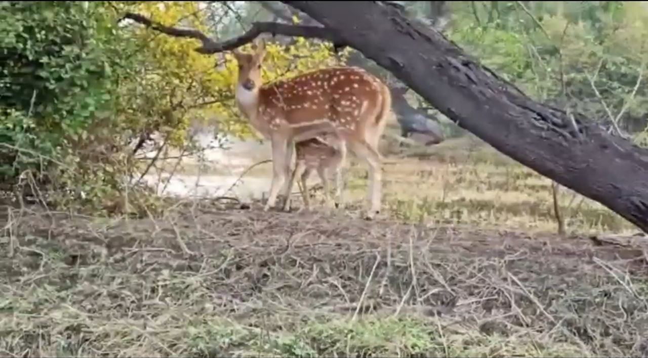 Wildlife Census