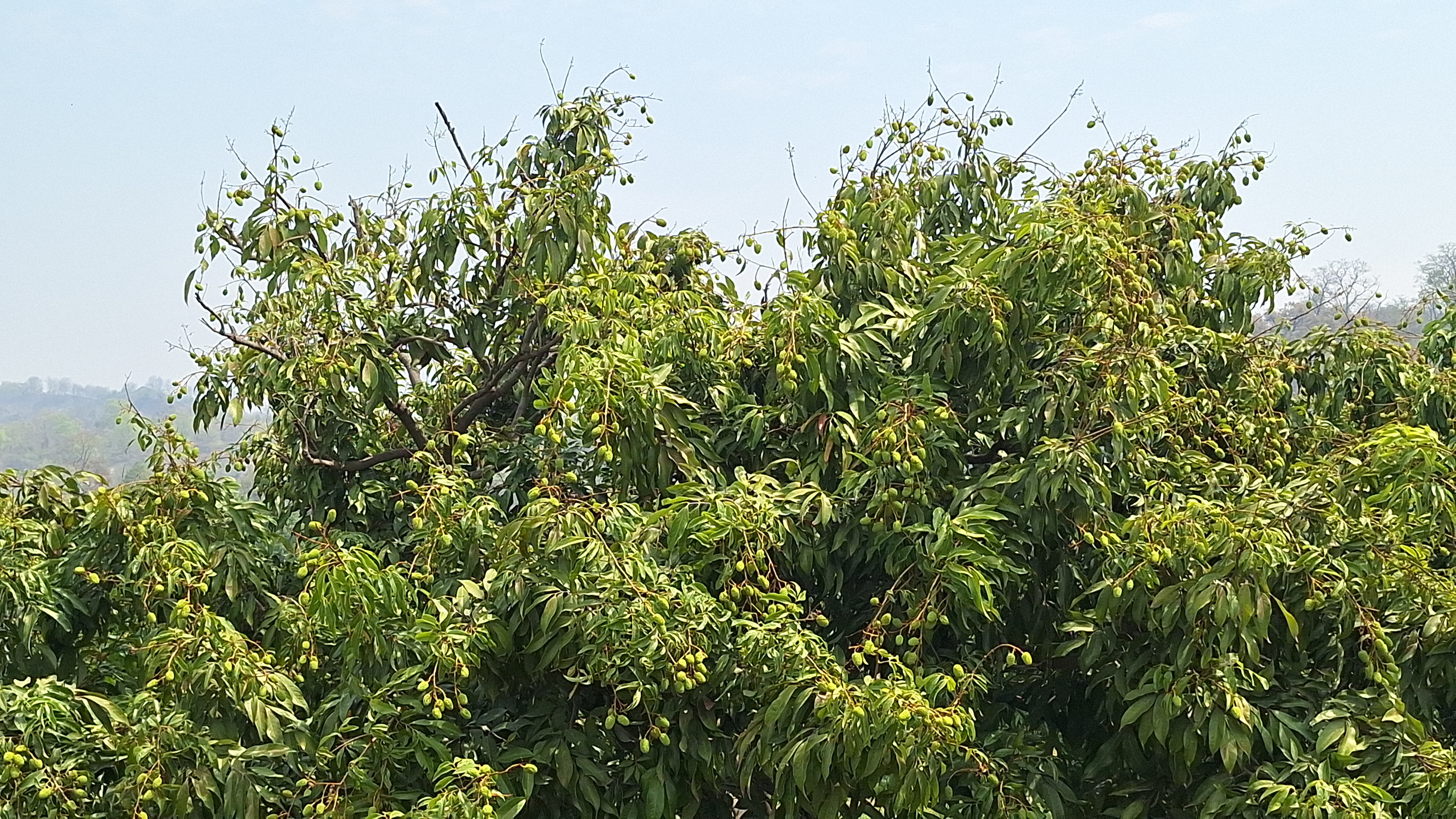 Ramnagar Litchi